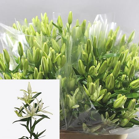 LILY ASIATIC MUST SEE WHITE