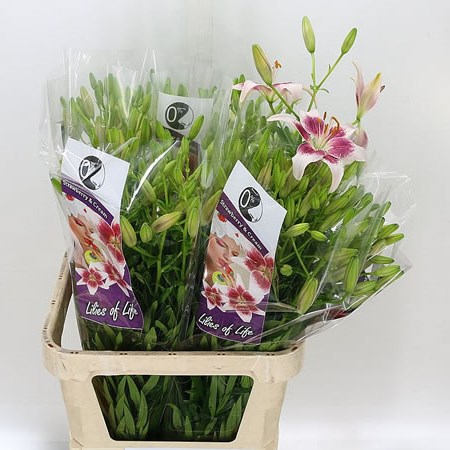 LILY ASIATIC STRAWBERRY CREAM