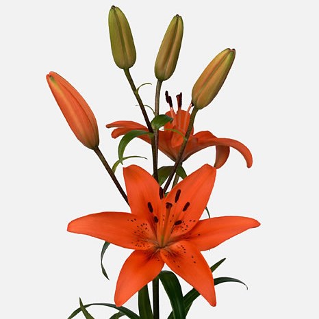 LILY ASIATIC TRESOR