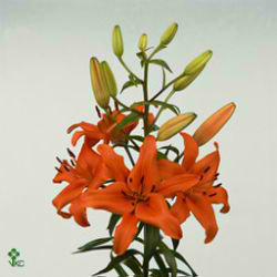 Lily Asiatic Brunello