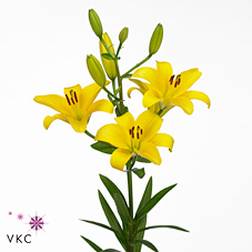 Lily Asiatic Gironde