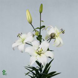 Lily Asiatic Navona