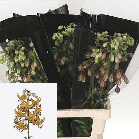 LILY - GUINEA GOLD