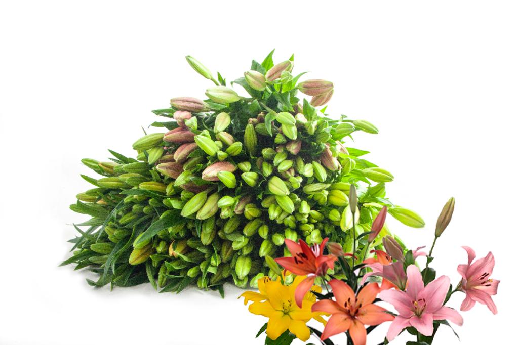 LILY LA ASSORTED