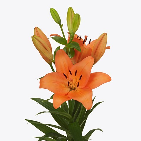 LILY LA. BAROLO
