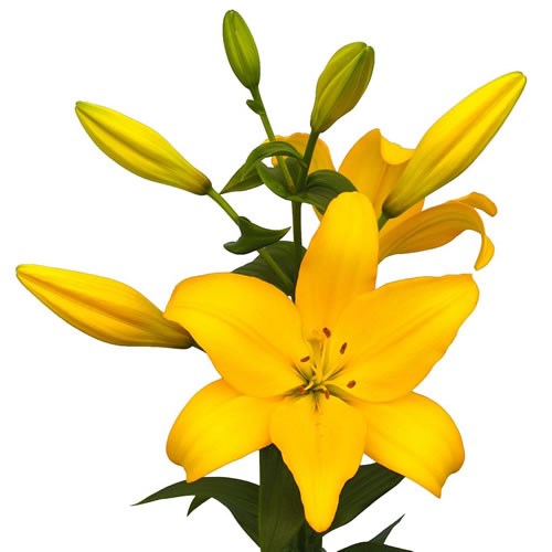 LILY LA. BEAU SOLEIL