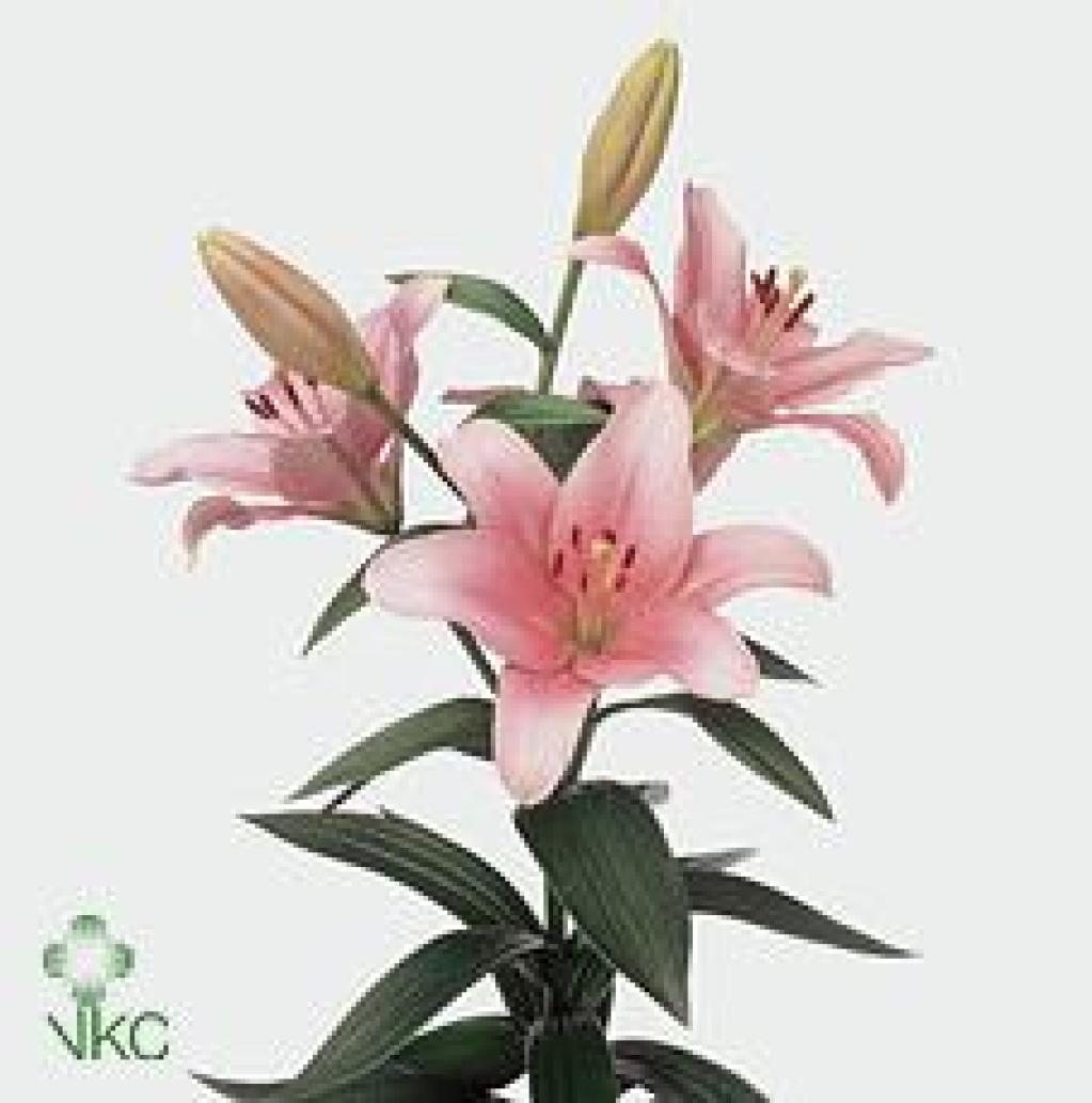 LILY LA. BRINDISI