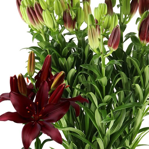 LILY LA. DARK SECRET