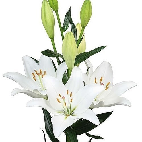 Lily La Doroso 85cm 4 Wholesale Dutch Flowers Florist Supplies Uk