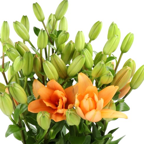 LILY LA. FALMARIN