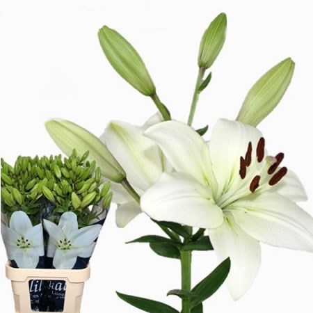 LILY LA. Litouwen