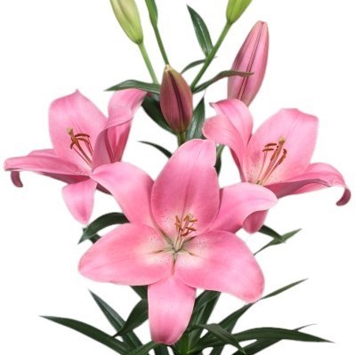 LILY LA. SCOTLAND