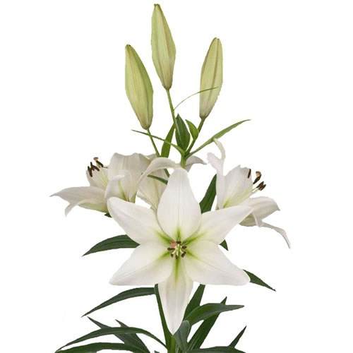 LILY LA. SUPERA