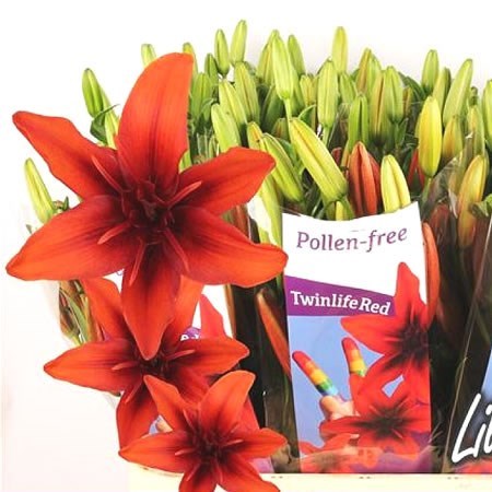 LILY LA. TWINLIFE RED