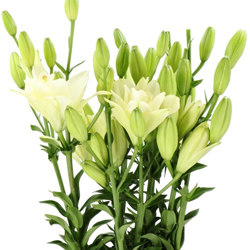 LILY LA. WEDDING BELL