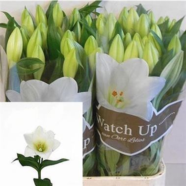 LILY LONGI. WATCH UP (1BUD/STEM)