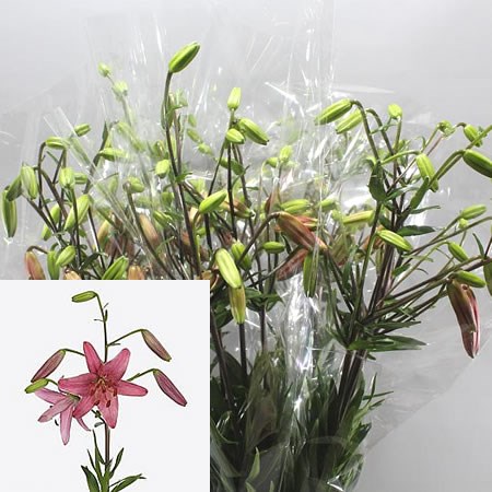 LILY MA. PINK FLIGHT