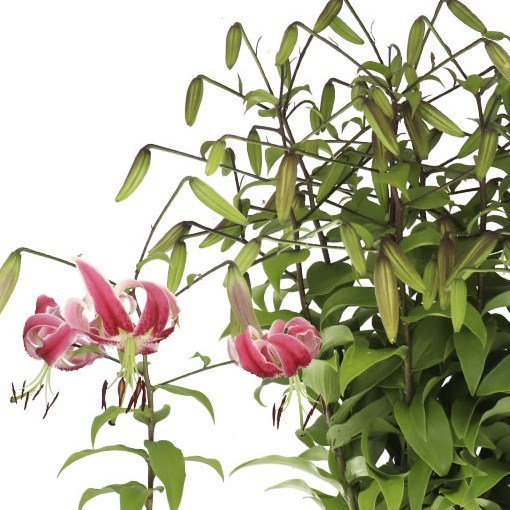 LILY MARTAGON BLACK BEAUTY