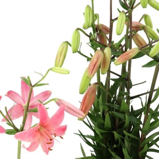 LILY MARTAGON PINK FLIGHT