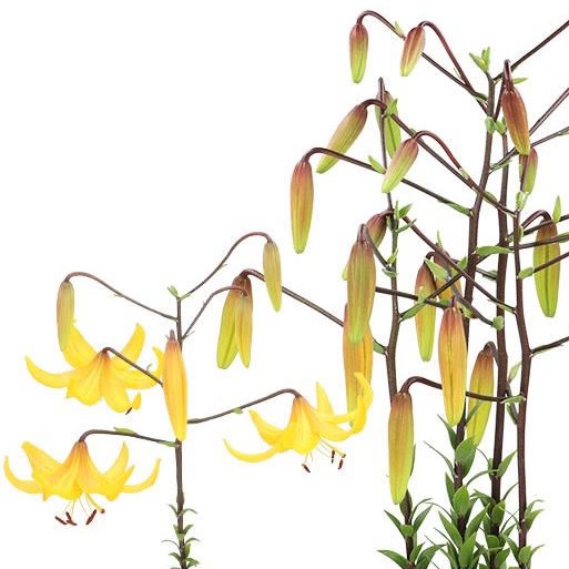 LILY MARTAGON TROPICAL MYSTERY