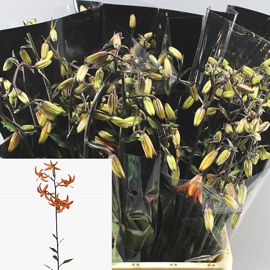 LILY - ORANGE MARMELA