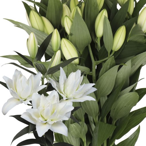LILY ORIENTAL - AMSTERDAM