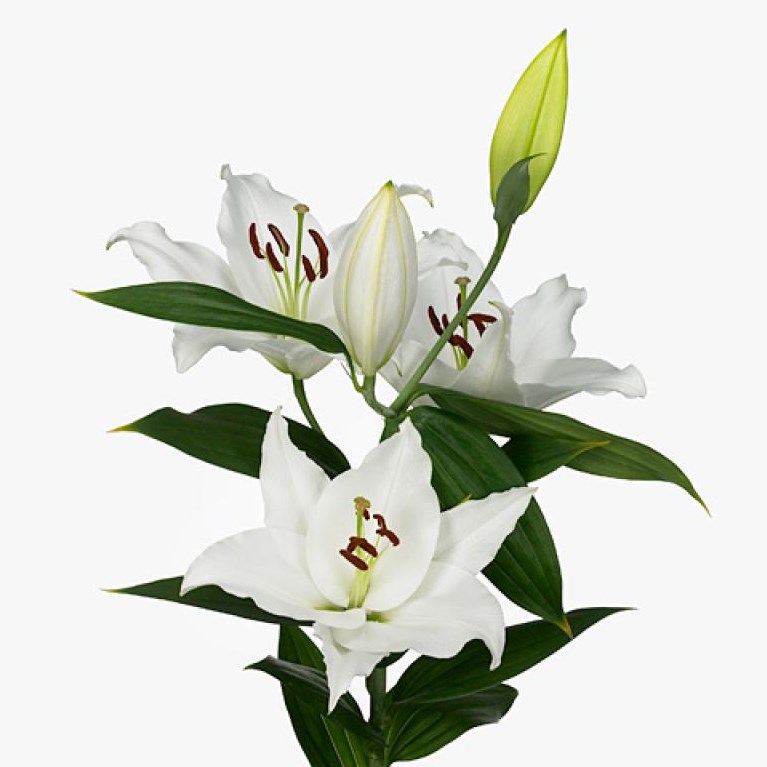 LILY ORIENTAL - ARLETTA
