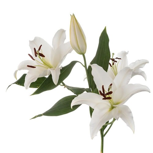 LILY ORIENTAL - ARLETTA