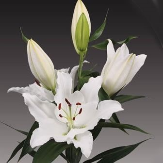 LILY ORIENTAL - ASCOT