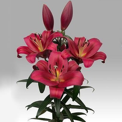 LILY ORIENTAL - BELGRAVIA