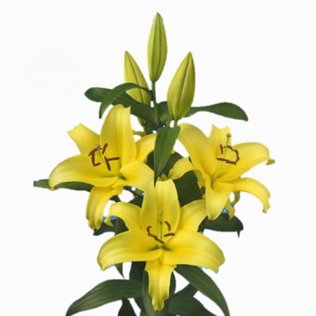 LILY ORIENTAL - BELLVILLE