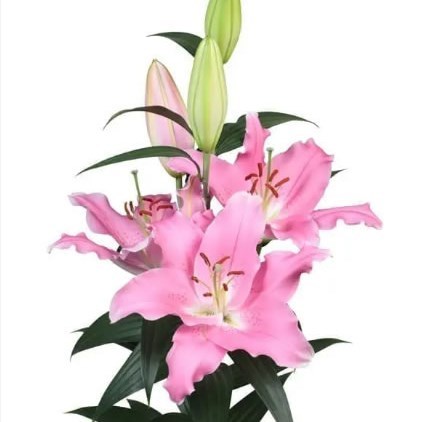 LILY ORIENTAL - BINASCO