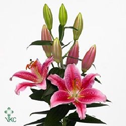 LILY ORIENTAL - CALVADOS