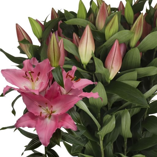 LILY ORIENTAL - CEBU