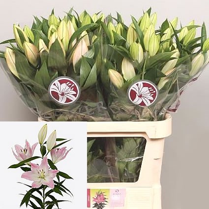 LILY ORIENTAL - COLET