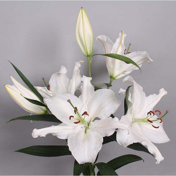 LILY ORIENTAL - CRYSTAL BLANCA
