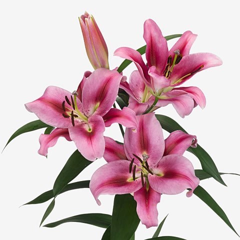 LILY ORIENTAL - DONACION