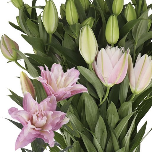 LILY ORIENTAL DOUBLE DUTCH SENNA 95cm | Wholesale Dutch