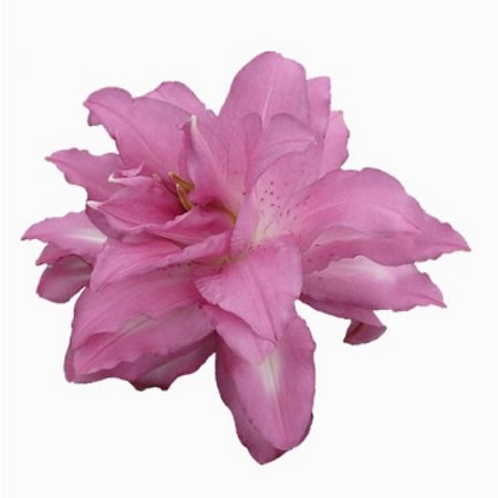 Лилия lotus dream
