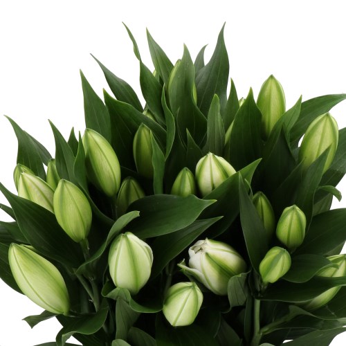 LILY ORIENTAL - DUTCH PEARL