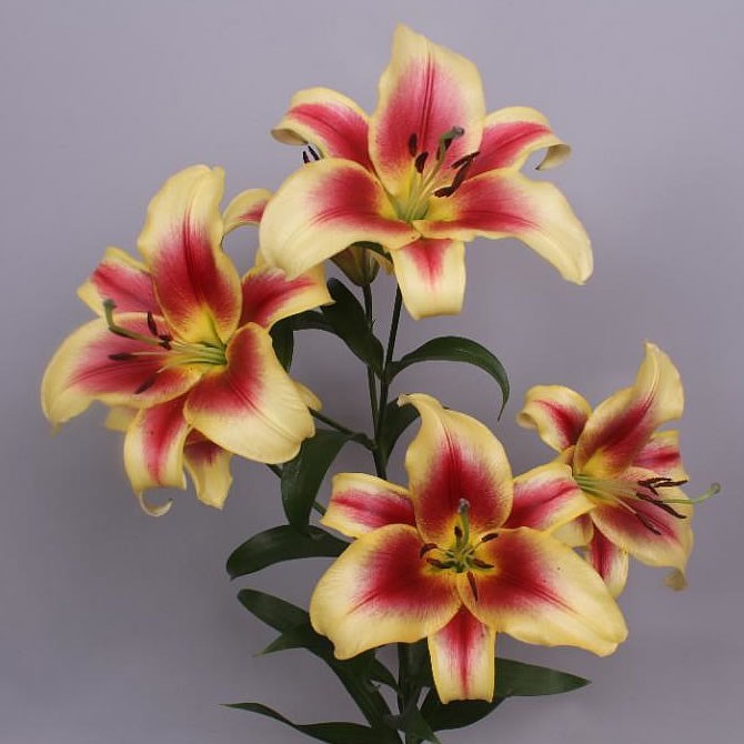 LILY ORIENTAL - FLAVIA