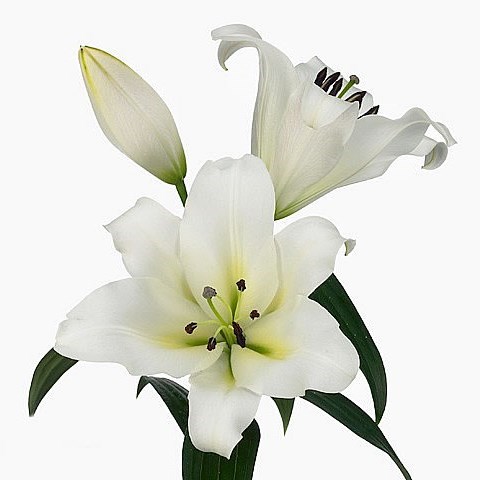 LILY ORIENTAL - FOREVER
