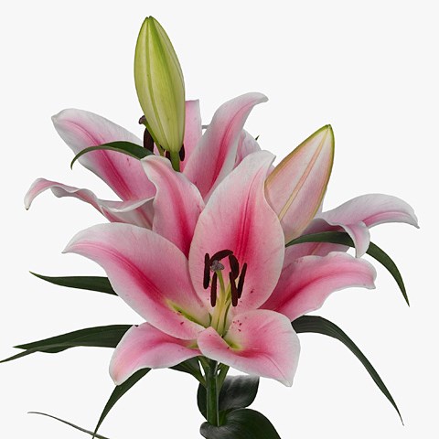 LILY ORIENTAL - FRONTERA