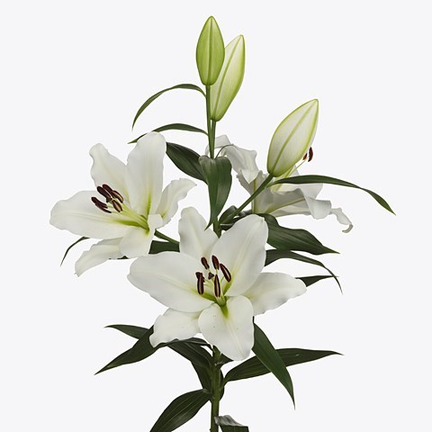 LILY ORIENTAL - GENZANO
