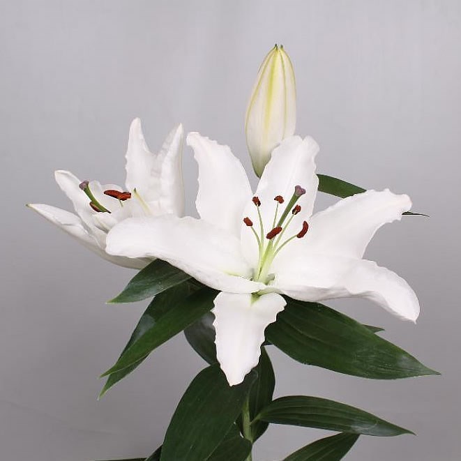 LILY ORIENTAL ICE DREAMER 85cm 4+ | Wholesale Dutch Flowers