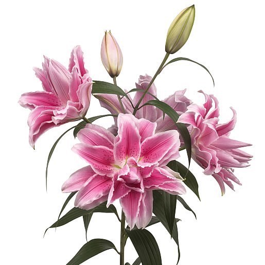 LILY ORIENTAL ISABELLA 95cm 3+ Wholesale Dutch Flowers & Florist