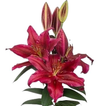LILY ORIENTAL - JACKSONVILLE