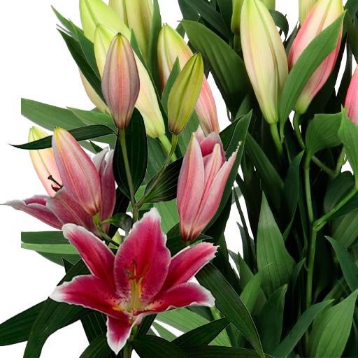 LILY ORIENTAL - JOOP