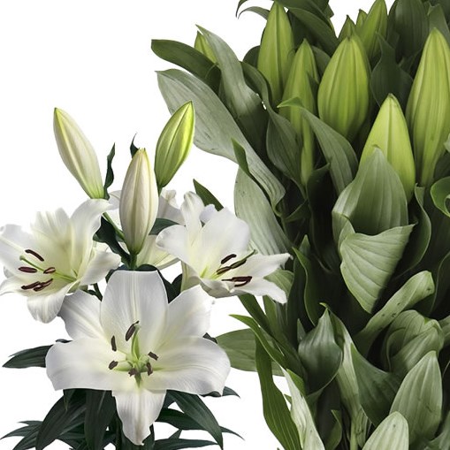 LILY ORIENTAL - LOWLAND