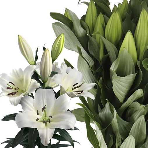 LILY ORIENTAL - LOWLAND